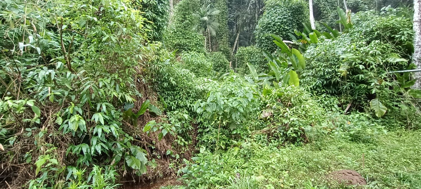  - Chácara à venda, 67502 m² por R$ 330.000,00 - Rio Cerro II - Jaraguá do Sul/SC