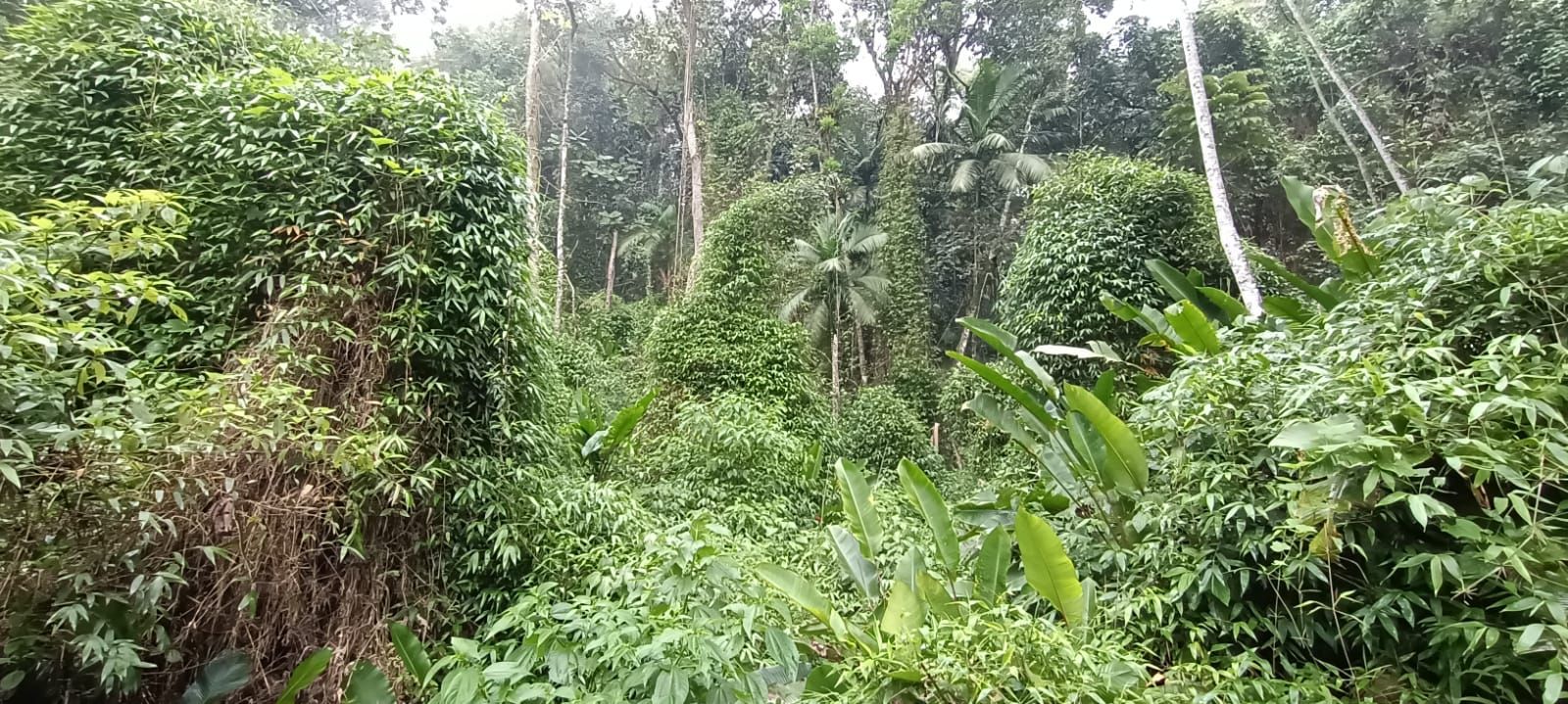  - Chácara à venda, 67502 m² por R$ 330.000,00 - Rio Cerro II - Jaraguá do Sul/SC