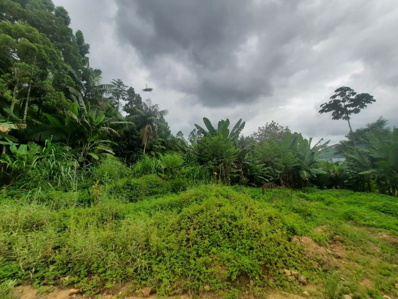 Terreno à venda - Rio da Luz,Jaraguá do Sul