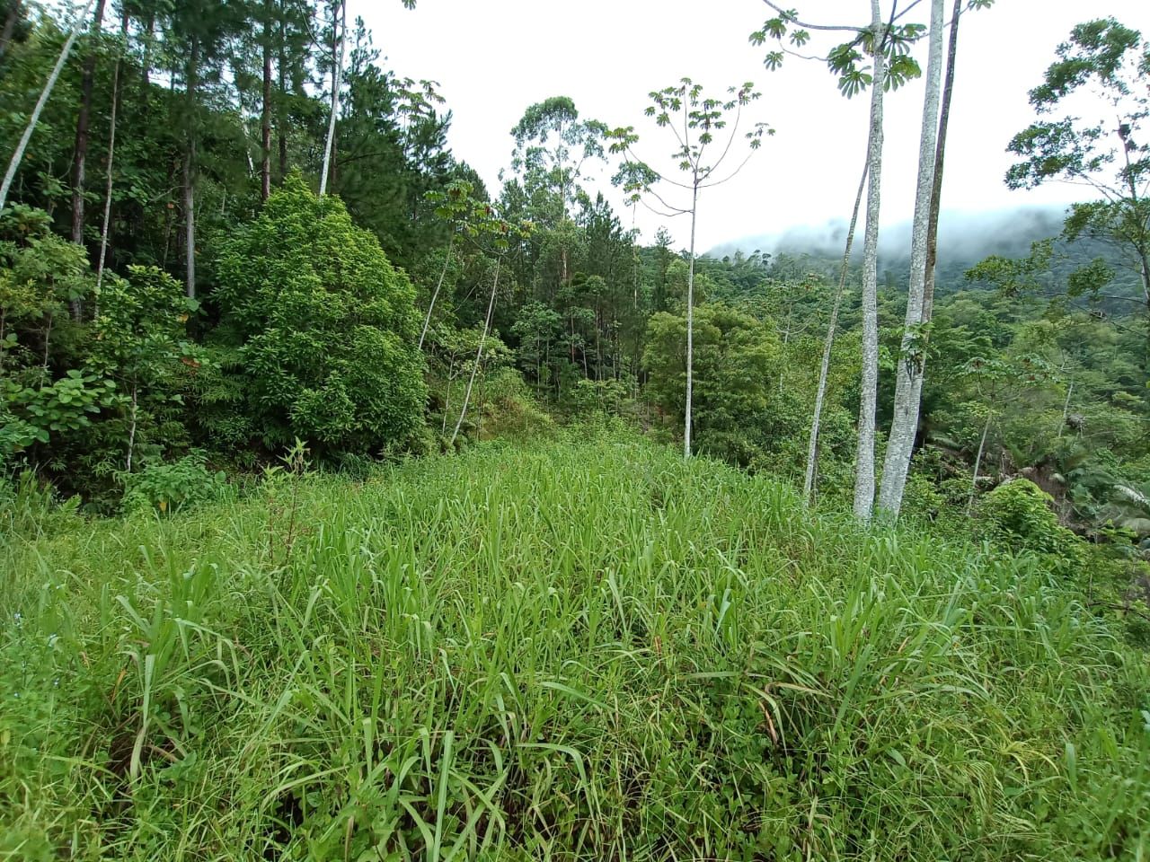 Chácara à venda - Rio da Luz,Jaraguá do Sul