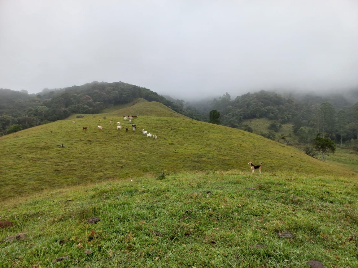 Chácara à venda com 2 quartos, 100.00m² - Cedro Alto,Rio dos Cedros