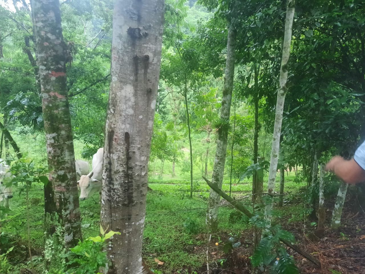 Sítio à venda com 3 quartos, 80.00m² - Rio da Luz,Jaraguá do Sul