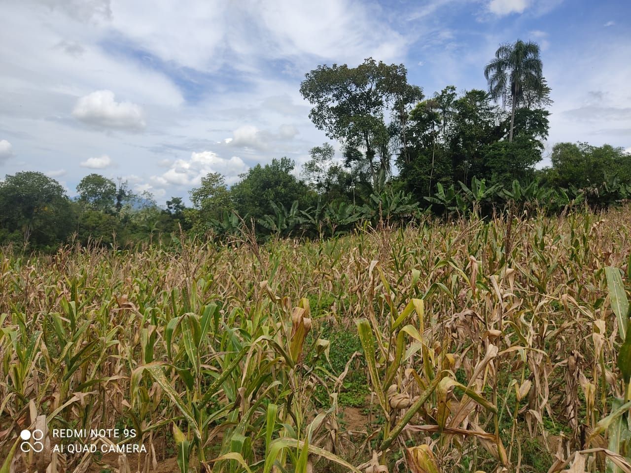 Terreno à venda - Santa Luzia,Jaraguá do Sul