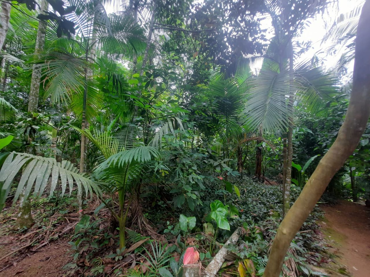Terreno à venda - Rio da Luz,Jaraguá do Sul