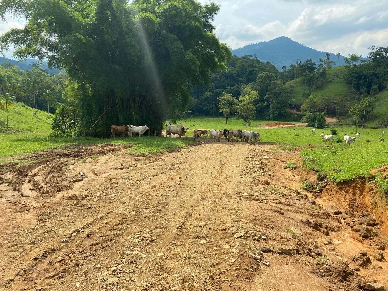 Chácara à venda, 20000.00m² - Garibaldi,Jaraguá do Sul