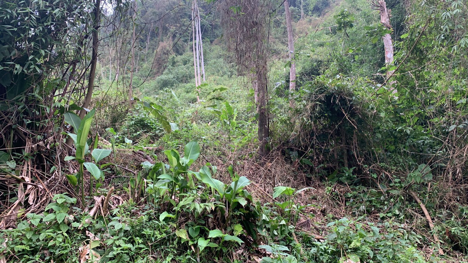 Chácara à venda, 20000 m² por R$ 250.000,00 - Barra do Rio Molha - Jaraguá do Sul/SC - Dalcasta Imobiliária