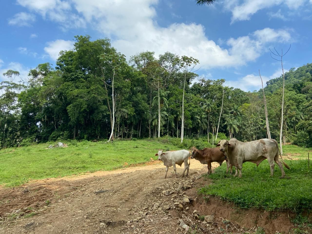  - Chácaras à venda, 20000 m² a partir de R$ 431.600,00 - Garibaldi - Jaraguá do Sul/SC