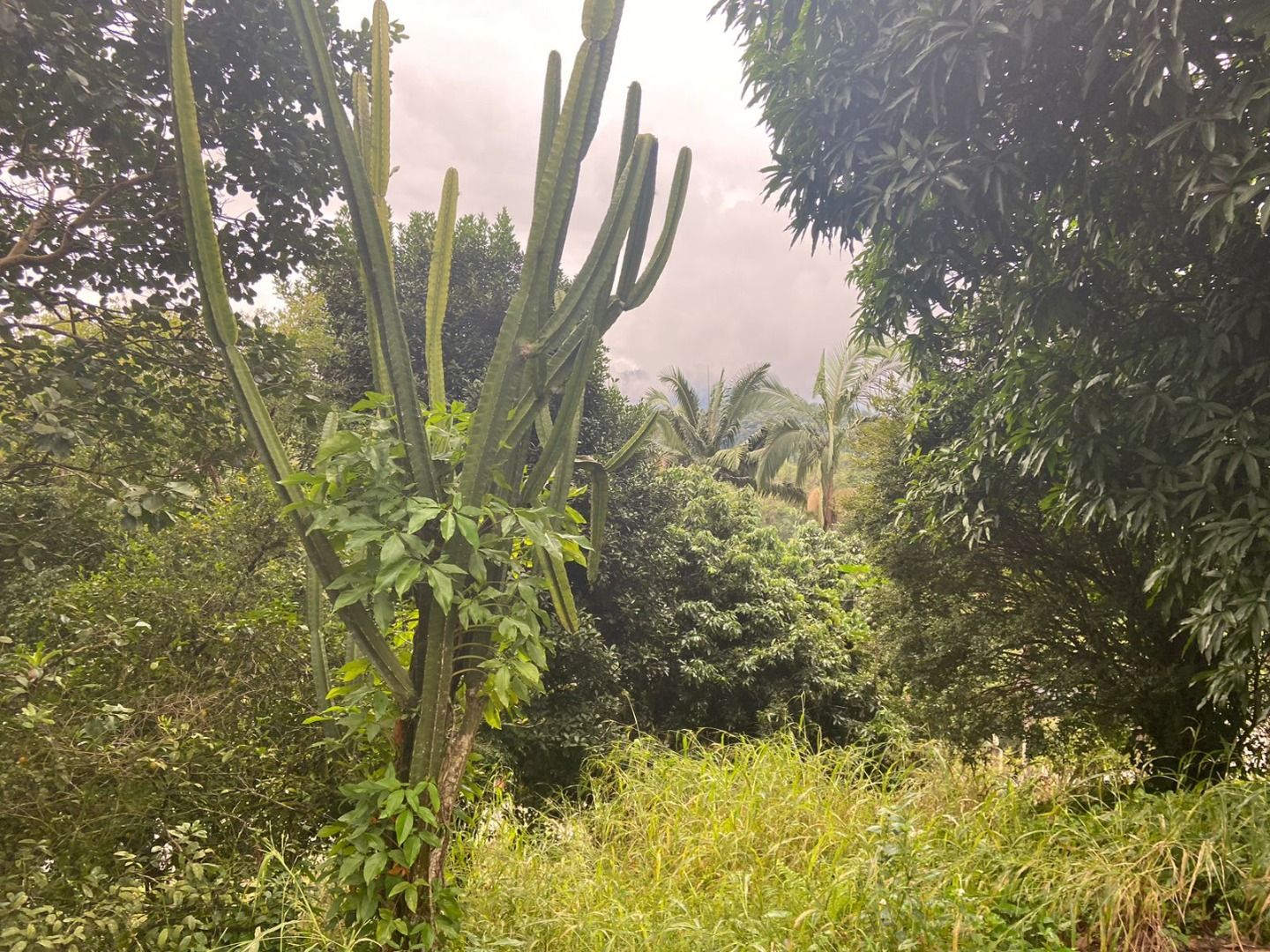  - Terreno à venda, 9690 m² por R$ 1.000.000,00 - Rio Cerro I - Jaraguá do Sul/SC