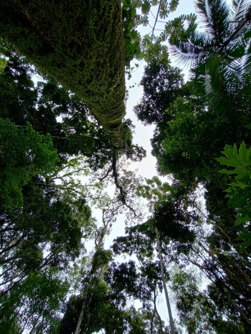  - Chácara à venda, 250000 m² por R$ 795.000,00 - Rio da Luz - Jaraguá do Sul/SC