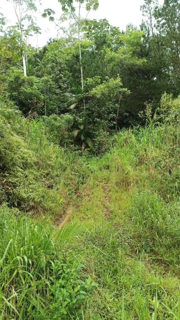  - Chácara à venda, 33300 m² por R$ 275.000,00 - Rio da Luz - Jaraguá do Sul/SC