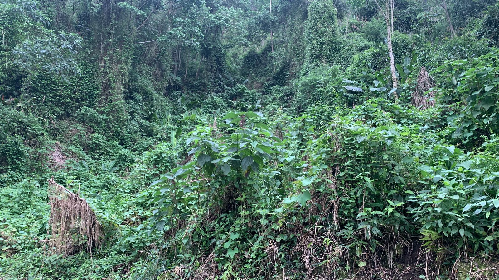  - Chácara à venda, 20000 m² por R$ 250.000,00 - Barra do Rio Molha - Jaraguá do Sul/SC