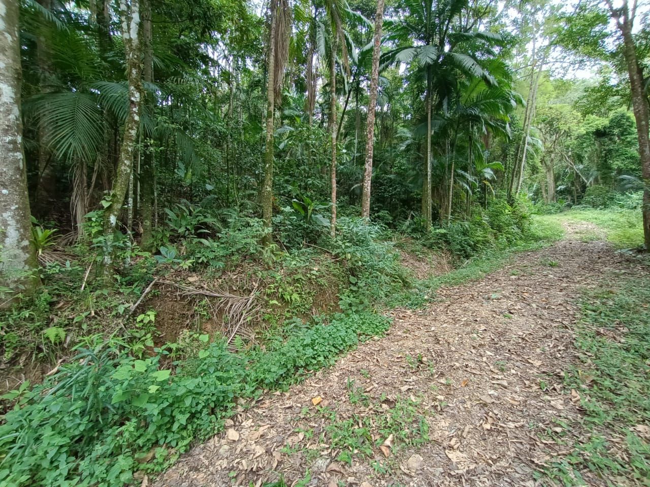 Chácara à venda - Rio da Luz,Jaraguá do Sul