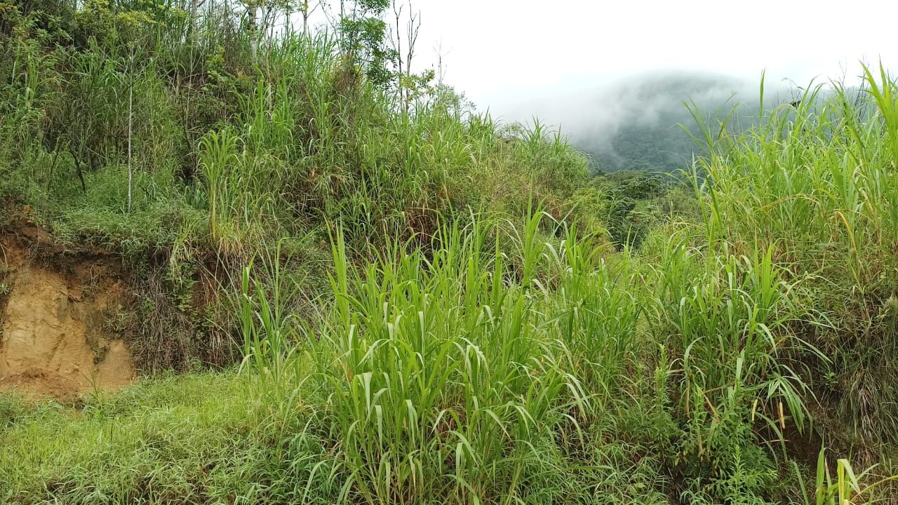 Chácara à venda - Rio da Luz,Jaraguá do Sul