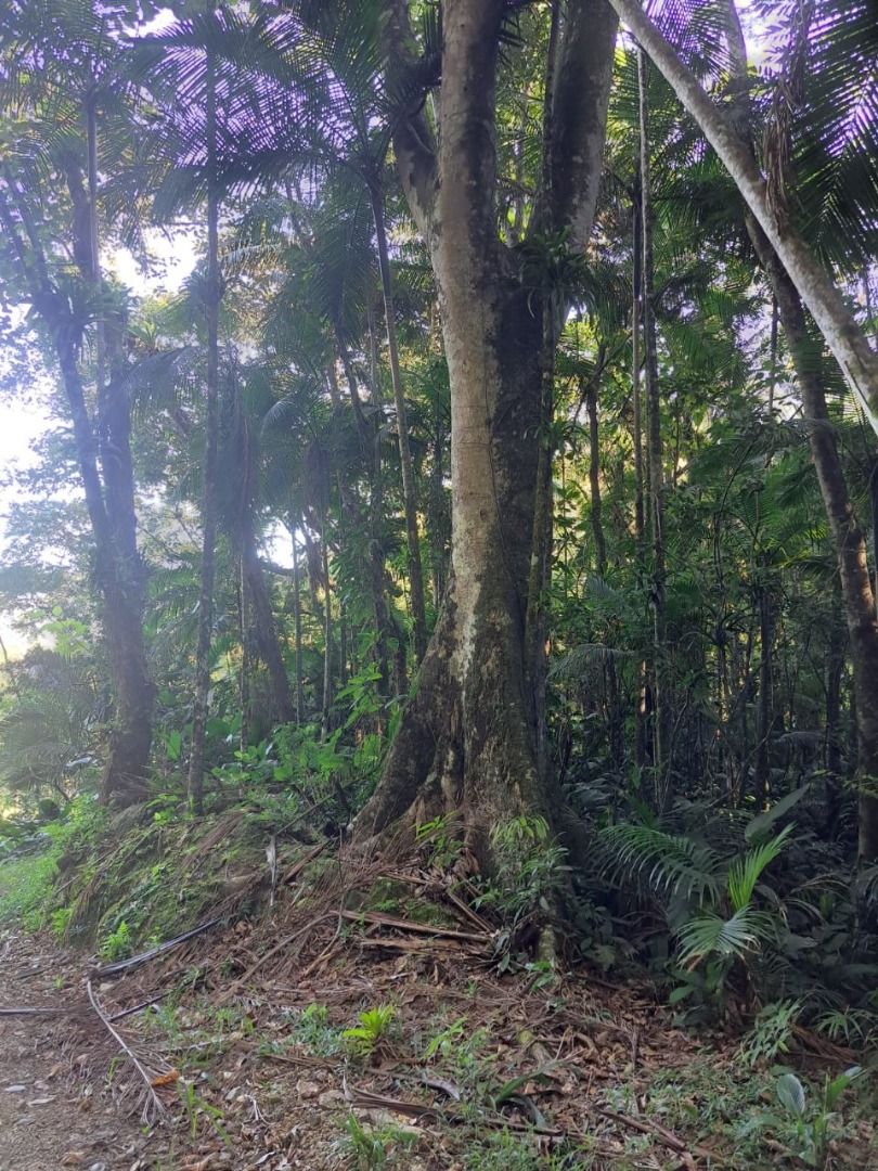  - Chácara à venda, 64000 m² por R$ 900.000,00 - Garibaldi - Jaraguá do Sul/SC
